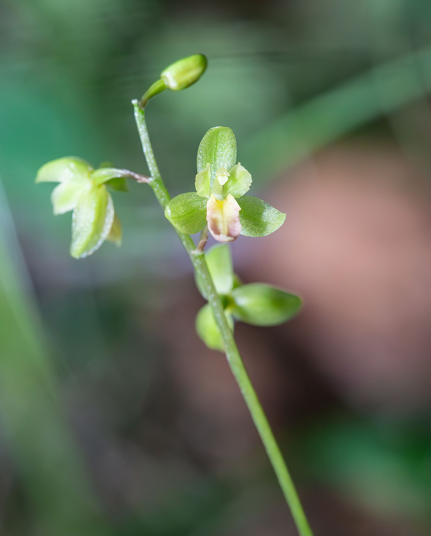 Image of Ephippianthus schmidtii specimen.