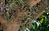 Ficus sycomorus. Часть ствола с соплодиями. Португалия, г. Лиссабон, в культуре. 02.08.2025.