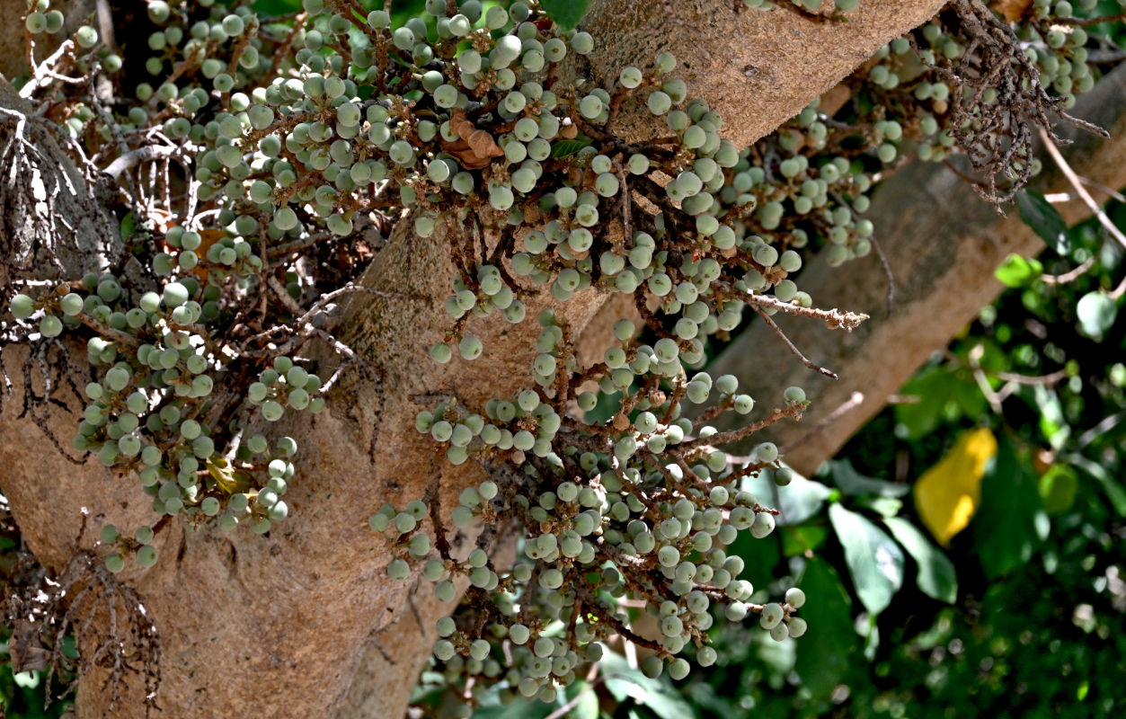 Image of Ficus sycomorus specimen.