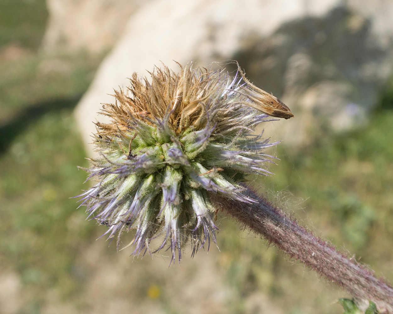 Изображение особи Echinops sphaerocephalus.