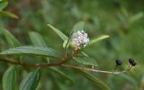 Ceanothus thyrsiflorus