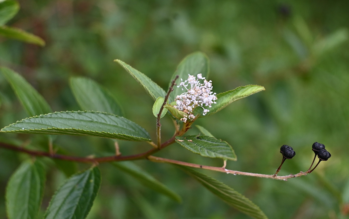 Изображение особи Ceanothus thyrsiflorus.