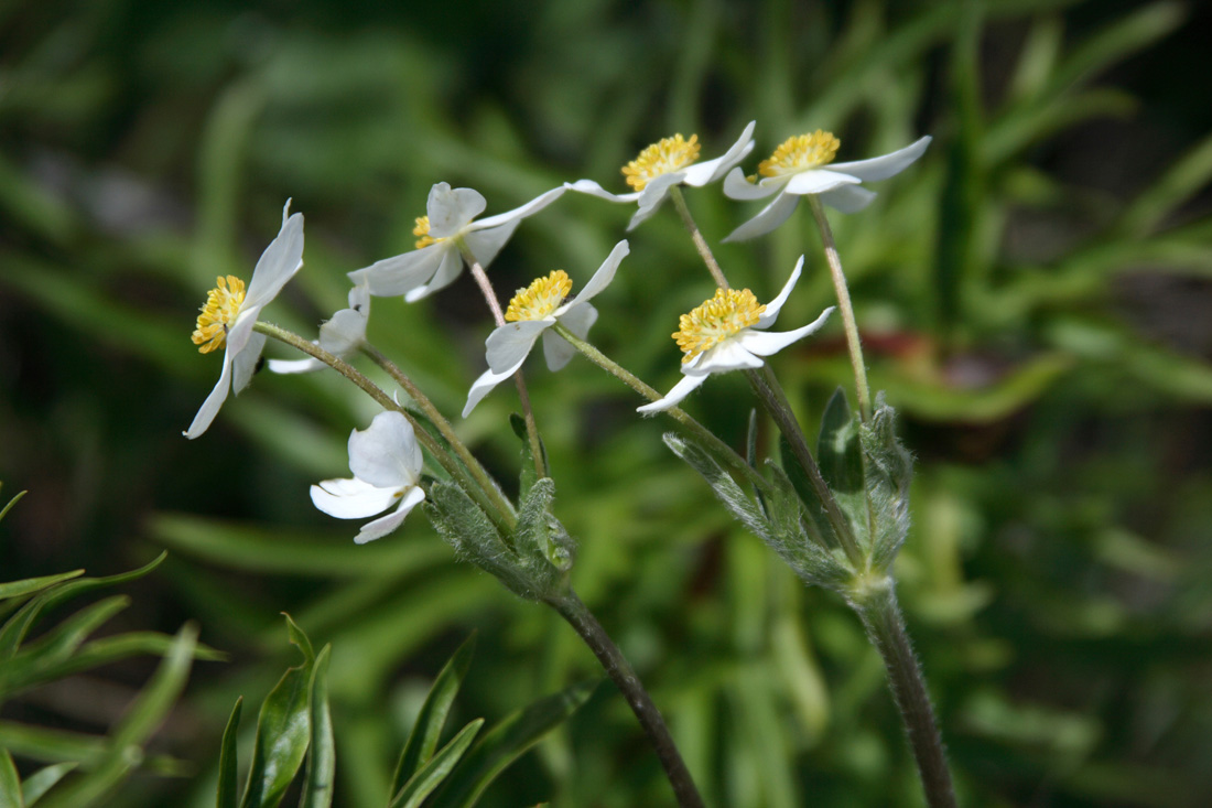 Изображение особи Anemonastrum protractum.