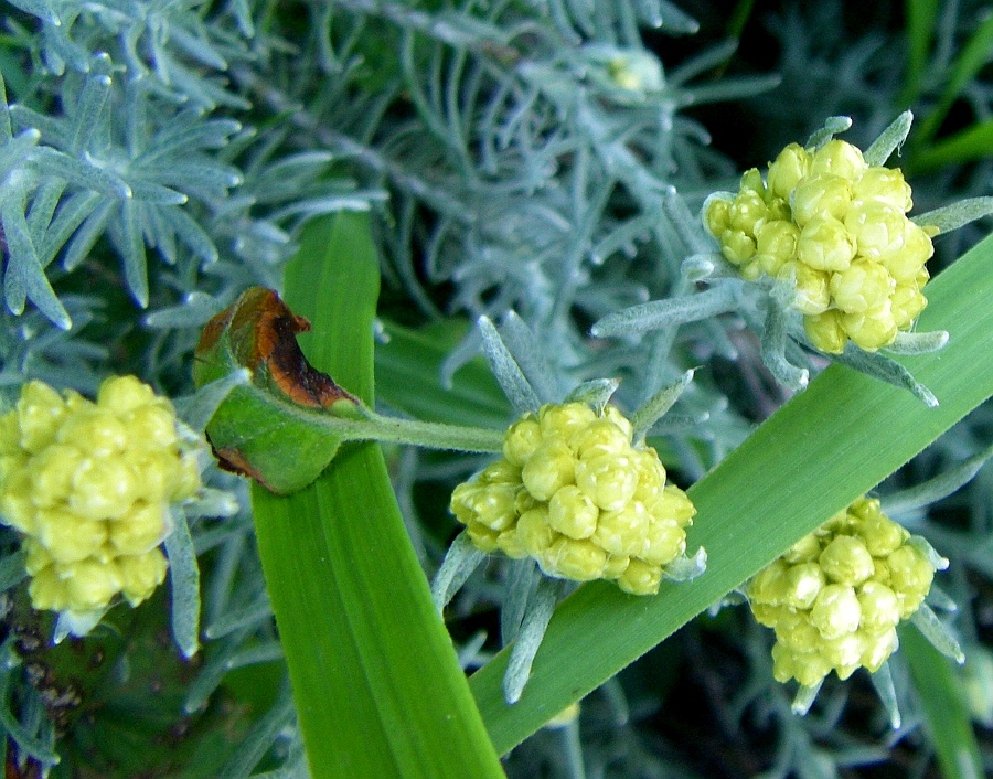 Image of Helichrysum stoechas specimen.