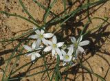 Ornithogalum