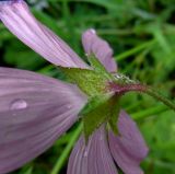 Malva moschata