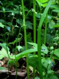Omphalodes verna. Плодоносящие растения. Москва, ГБС РАН. 09.06.2011.