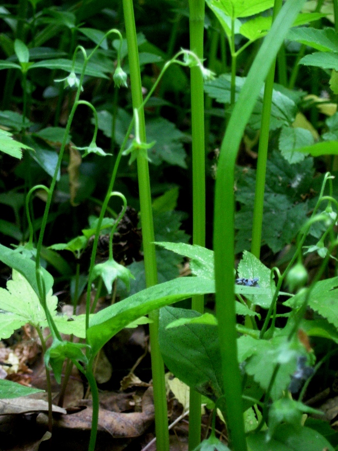 Изображение особи Omphalodes verna.