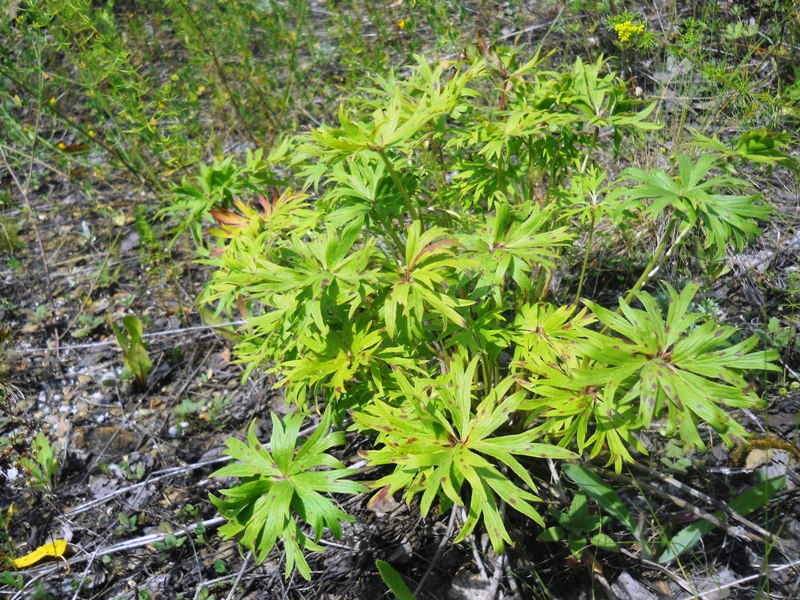 Image of Pulsatilla patens specimen.