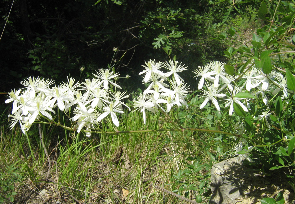 Image of Clematis flammula specimen.