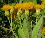 Inula germanica