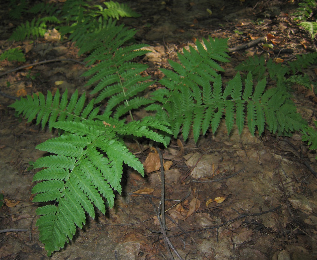 Изображение особи Dryopteris filix-mas.