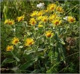 Inula britannica. Цветущие растения. Чувашия, г. Шумерля. 29 июля 2011 г.