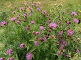Centaurea alutacea