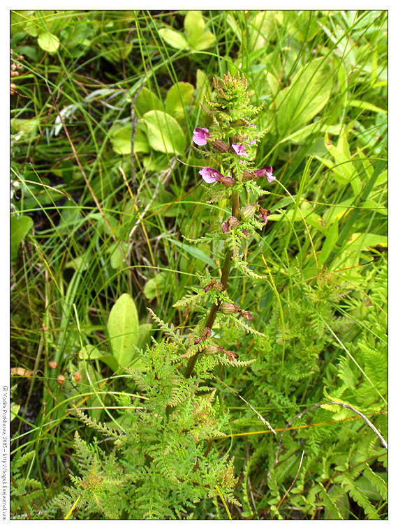 Изображение особи Pedicularis palustris.