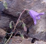 Campanula hypopolia