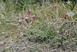 genus Astragalus. Цветущее растение. Таджикистан, восточный склон гор Санглак, 1300 м н.у.м. 24.04.2011.