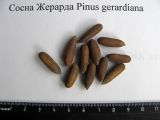 Pinus gerardiana. Семена. Санкт-Петербург. Весна 2011 г.
