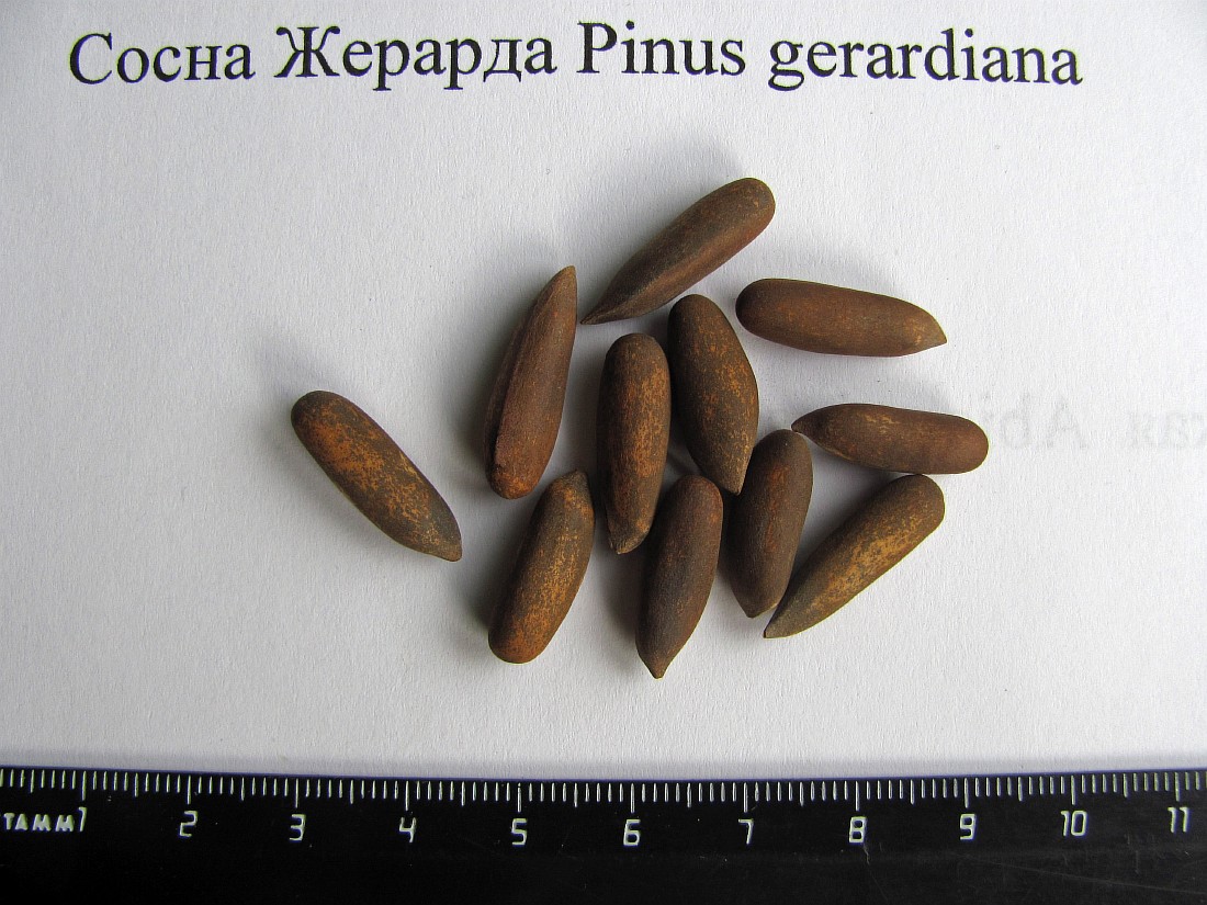 Image of Pinus gerardiana specimen.
