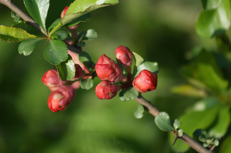 Изображение особи Chaenomeles japonica.