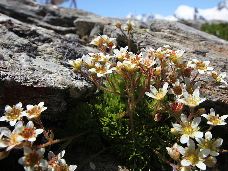 Изображение особи Saxifraga exarata.