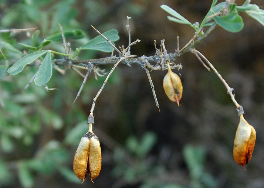 Image of Halimodendron halodendron specimen.