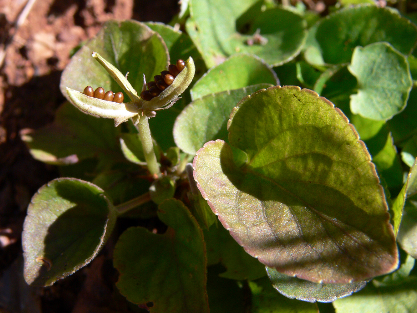 Image of Viola rupestris specimen.