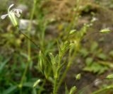 Pseudosaponaria pilosa