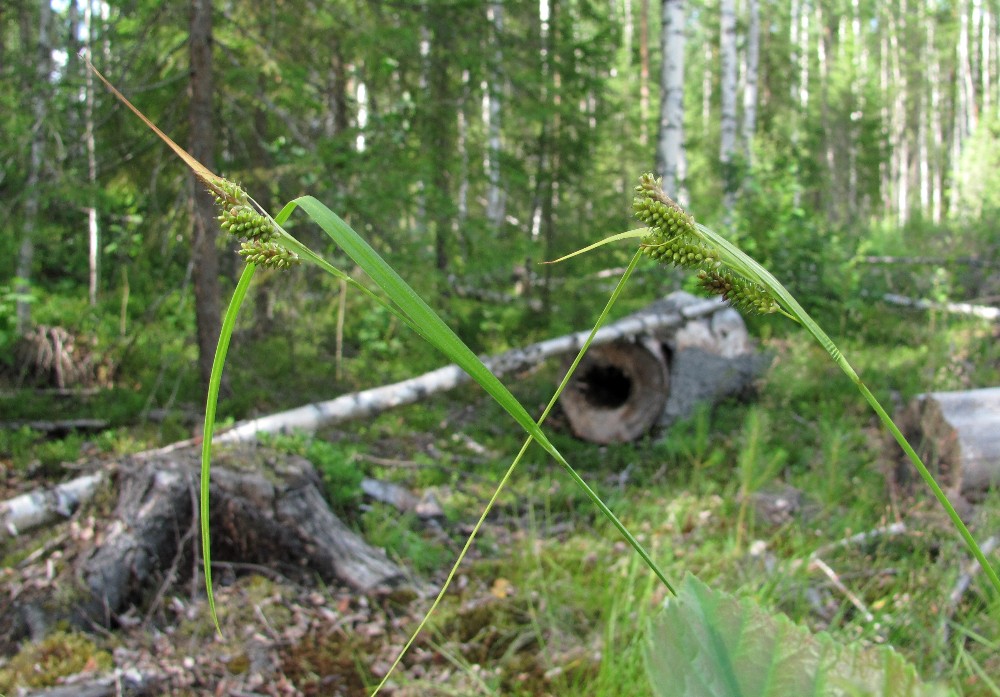 Изображение особи Carex pallescens.