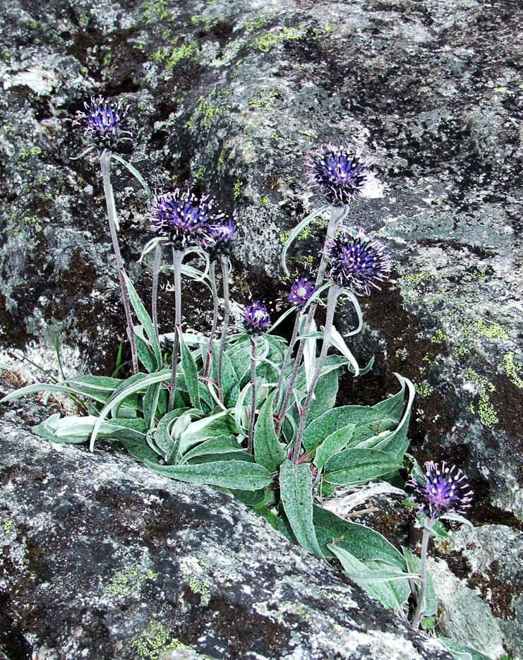 Image of Saussurea tomentosa specimen.