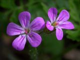 Geranium robertianum