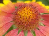 Gaillardia × grandiflora. Центральная часть соцветия. Московская обл., дачный участок. 15.07.2005.