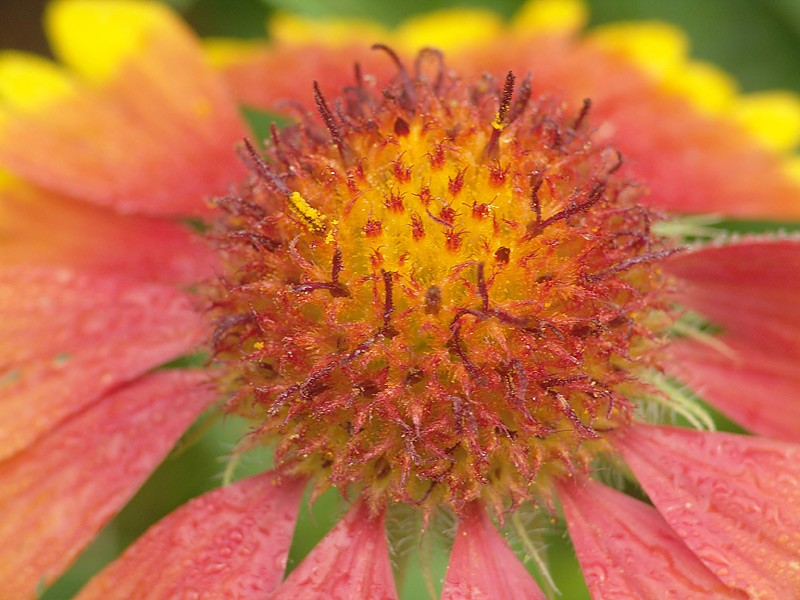 Изображение особи Gaillardia &times; grandiflora.