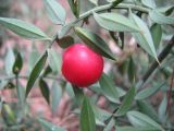 Ruscus aculeatus
