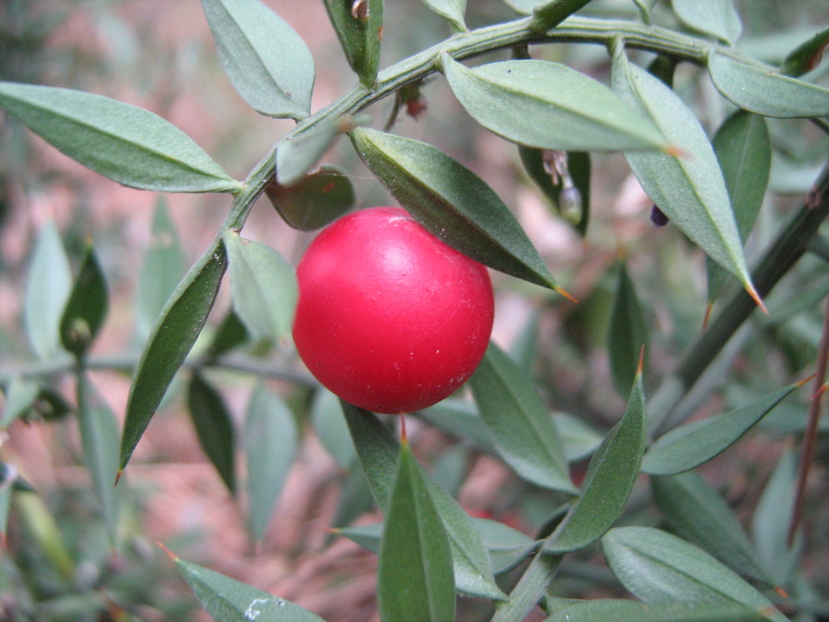 Изображение особи Ruscus aculeatus.