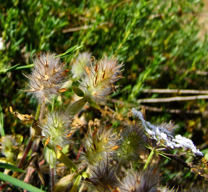 Image of Trifolium palaestinum specimen.