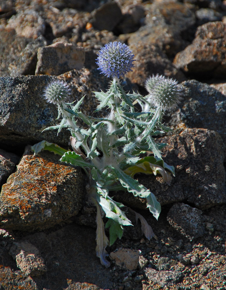 Изображение особи Echinops nanus.