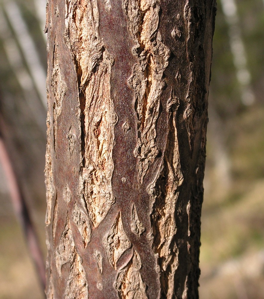 Image of Sambucus sibirica specimen.