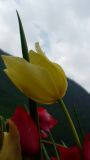 Tulipa sosnowskyi