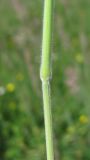Holcus lanatus
