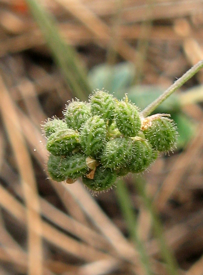 Изображение особи Medicago lupulina.