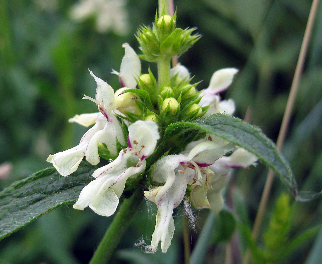 Изображение особи Stachys recta.