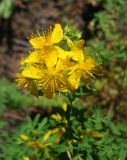 Hypericum perforatum. Соцветие. Крым, окр. г. Ялта, хр. Иограф, сосновый лес. 23 июня 2012 г.