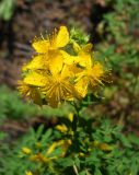 Hypericum perforatum