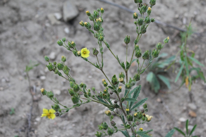 Изображение особи Potentilla recta.