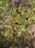 Jasminum fruticans