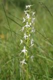 Platanthera bifolia. Соцветие. Московская обл., Рузский р-н, окр. дер. Товарково, пойменный луг. 29.06.2012.