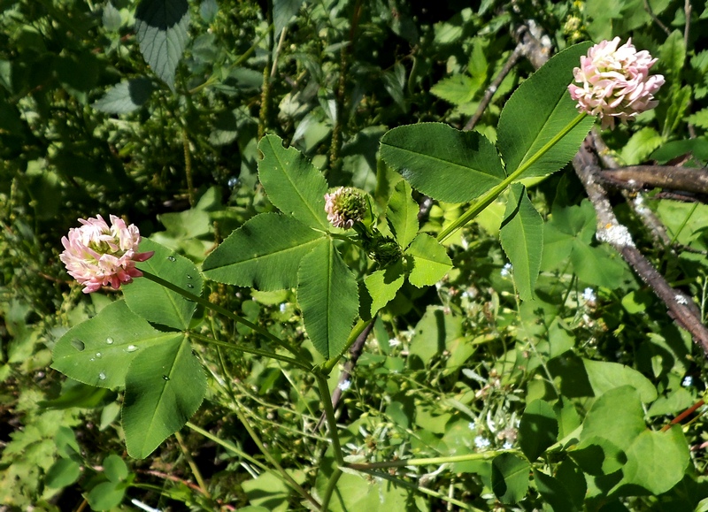 Изображение особи Trifolium hybridum.