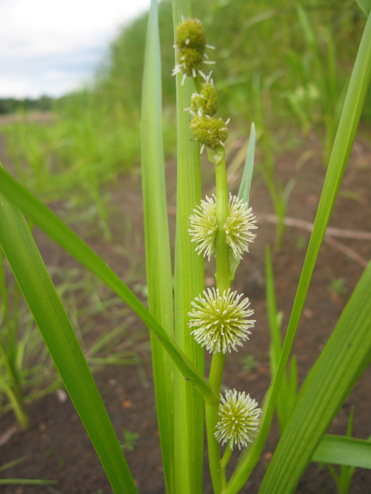 Image of Sparganium emersum specimen.