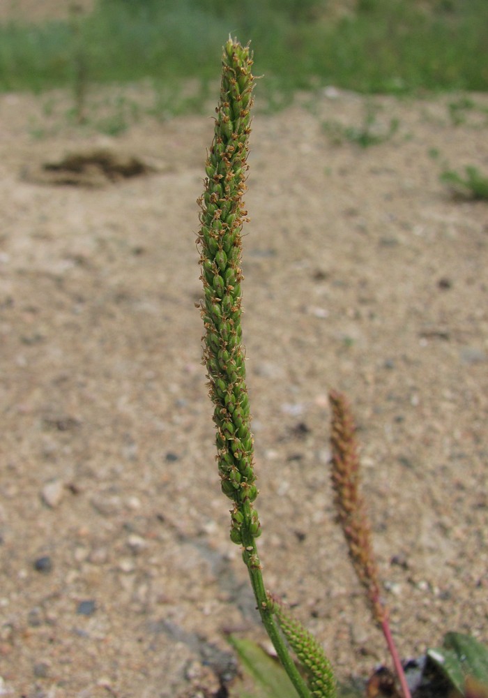 Image of Plantago depressa specimen.